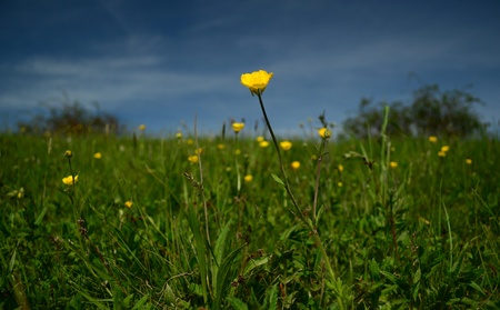 wild flowerの写真素材