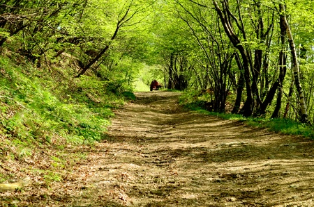 woodland in springの写真素材