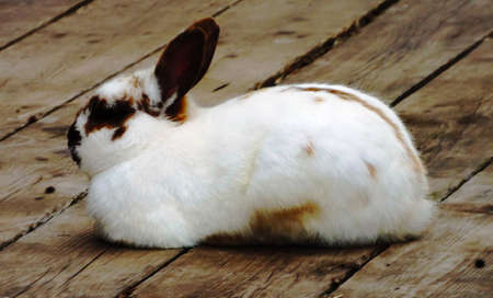 Rabbit on old wood planksの写真素材