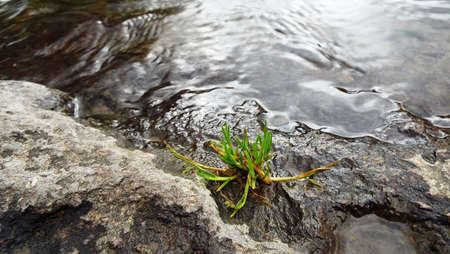 Wire of grass in the rock with the river flowingの写真素材