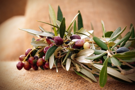 A circlet of olive branches on a sackの写真素材