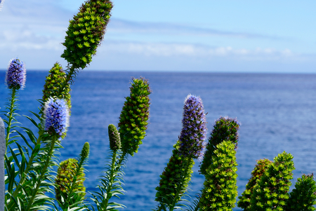 closeup of a pride of Madeira plant in front of the oceanの写真素材