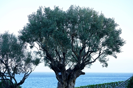 giant old olive tree in Funchal, Madeiraの写真素材