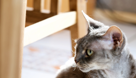 face of a devon rex with highly awarded bloodline