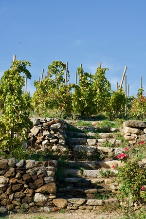 grapevines on terracesの写真素材