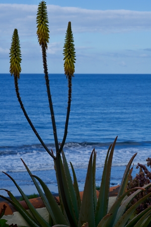 yellow aloe vera in front of the seaの写真素材