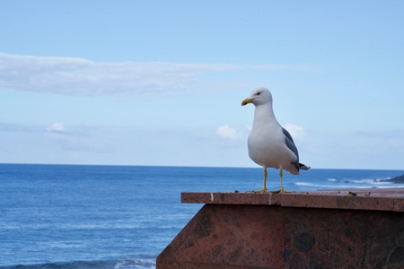 seagull on a wall in front of the blue sea and the blue skyの写真素材