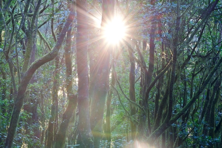 trees of a jungle in the backlight