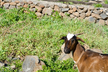 closeup of the face of a goatの写真素材