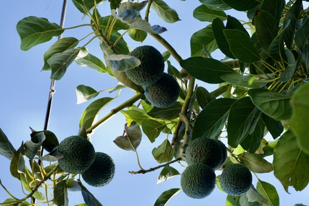 Tree with a lot of avocados in front of a perfect blue skyの写真素材
