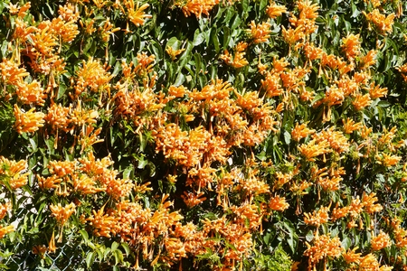a picture full of orange trumpet vine blossomsの写真素材