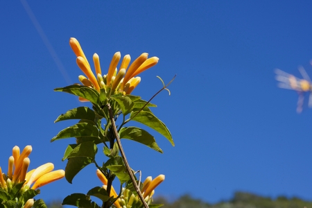 closeup of an orange trumpet vine in front of the blue sky and a palmの写真素材