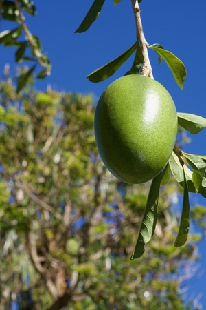 one green mango at it's treeの写真素材