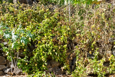 closeup of a passion fruit plant with a lot of fruitsの写真素材