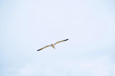 perfect sea gull flying in the skyの写真素材