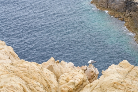 seagull on a beige cliff at the oceanの写真素材