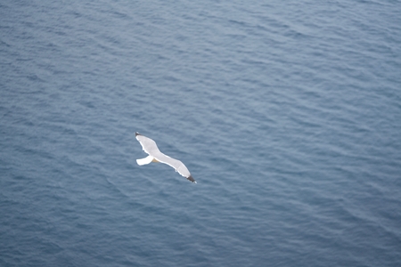 sea gull flying under the observatorの写真素材