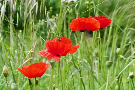 three red poppy seeds blooms in front of a grass backgroundの写真素材