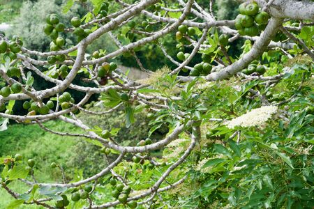closeup of branches and fruits of a fig treeの写真素材