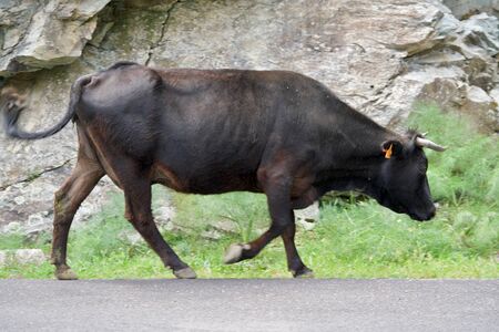 brown cow walking in front of a rockの写真素材