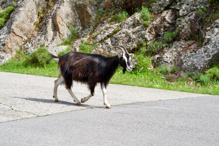 Wild dark brown goat with blue eyesの写真素材