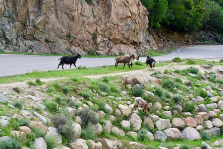 Herd of wild mountain goats in the wildernessの写真素材