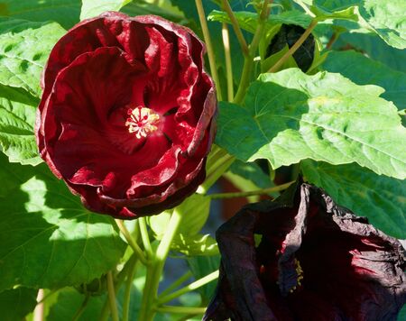 Close-up of a yellow pedicel of a dark red hibiscus bloomの写真素材