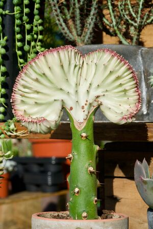 Close-up of a white cactus treeの写真素材