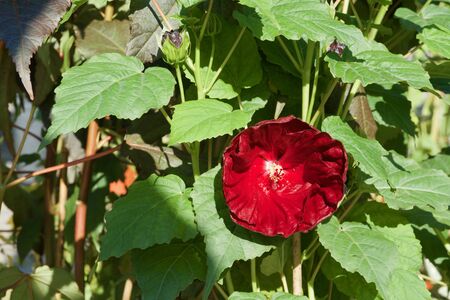Close-up of of a red hibiscus bloomの写真素材