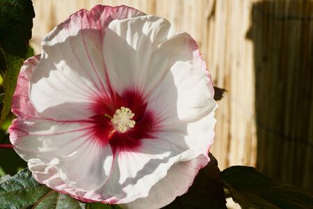 Close-up of a white-rose hibiscus bloomの写真素材