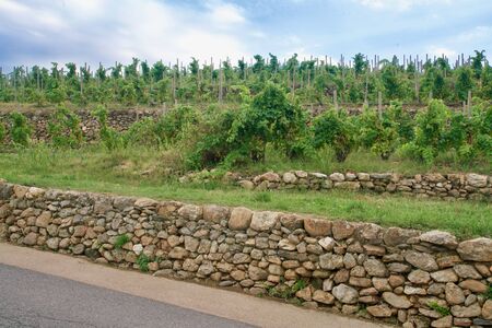 Close-up of some grapevines in ArgelÃ¨s sur Merの写真素材