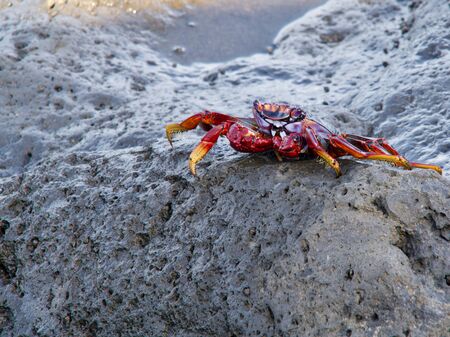 Grapsus adscensionis Grapsus adscensionis on a cliff
