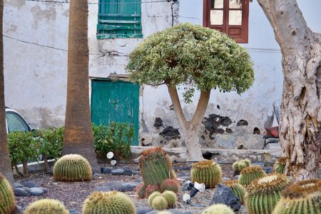 Ficus Benjamina between cactus plantsの写真素材