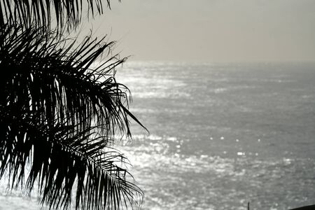 palm in front of the sea in the backlightの写真素材