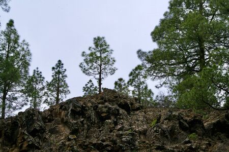pines on a rough mountainの写真素材
