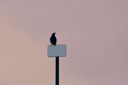 raven on an empty signの写真素材