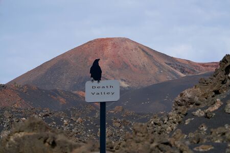 raven on an empty signの写真素材