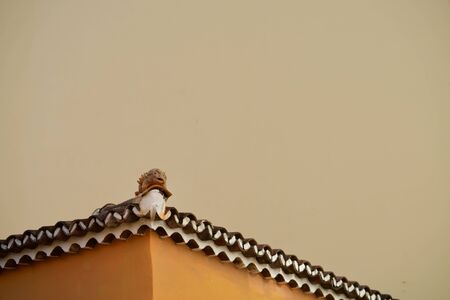Gargoyle at a roof under a yellow skyの写真素材