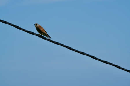 falcon on a wire in front of a blue skyの写真素材
