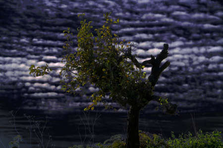 Old tree under in the early evening