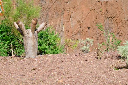 big cactus formed like a handの写真素材