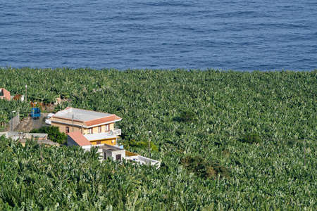 Homes at a banana plantation at the seaの写真素材