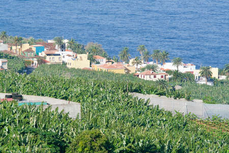 Homes at a banana plantation at the seaの写真素材