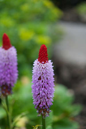 Close-up of a red-hot poker