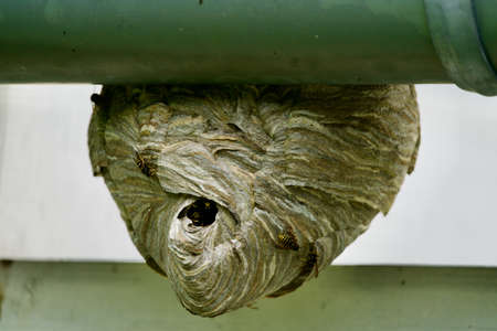 Close-up of a sasps' nestの写真素材