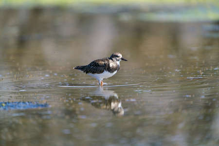 Close-up of a ruddy turnstone standing in a lakeの写真素材