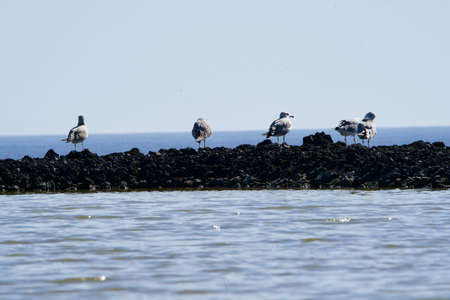Seagulls sitting on lava between a lake and the oceanの写真素材