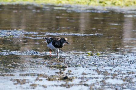 Close-up of a bird searching for insects in a lakeの写真素材