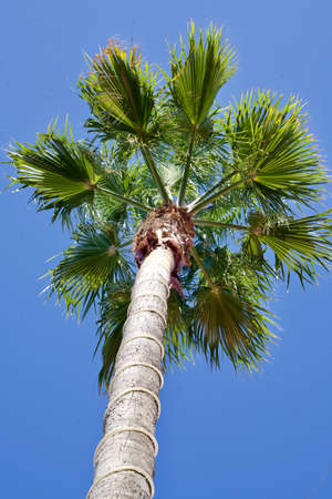 Perfect palm of La Palmaの写真素材