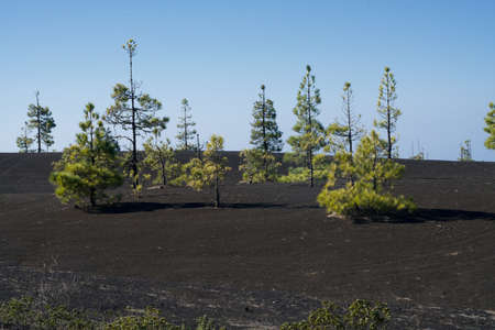 Volcanic landscape of La Palmaの写真素材